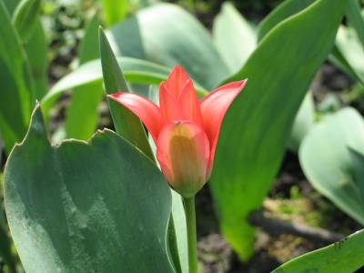 tulip 2